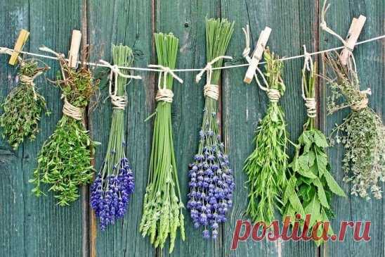 Как с помощью трав улучшить собственную жизнь. Советы шамана