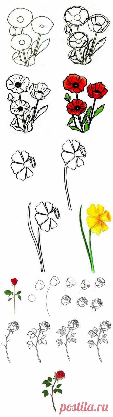 Как нарисовать цветок, рисуем цветы, уроки рисования.