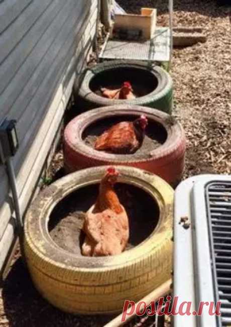 DIY Old Tyre Chicken Dust Bath