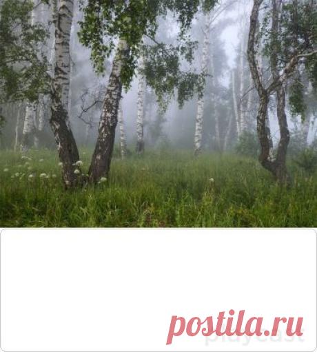 Плейкаст «В берёзовой роще зеленый туман»