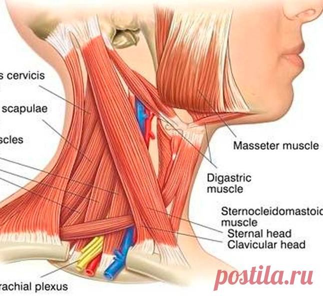 Омоложение без подтяжек! 14 упражнений для шеи без складок и морщин Для поддержания тонуса и эластичности МЫШЦЫ ШЕИ, как и все остальные, нуждаются в постоянных физических упражнениях. Это комплекс упражнений для подтянутой и гладкой шеи.