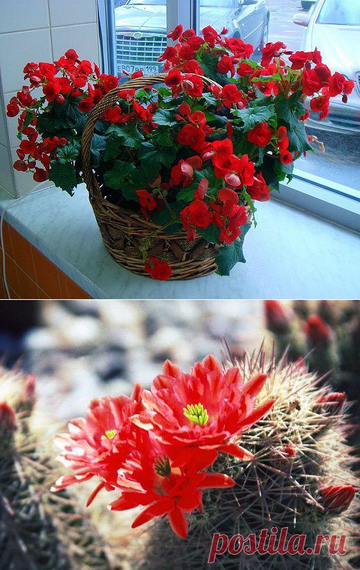 Любимые цветы в доме - Сад на подоконнике