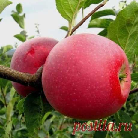 Яблоня зимняя Айдаред — купить с доставкой!