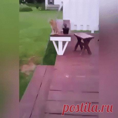 (60) Одноклассники