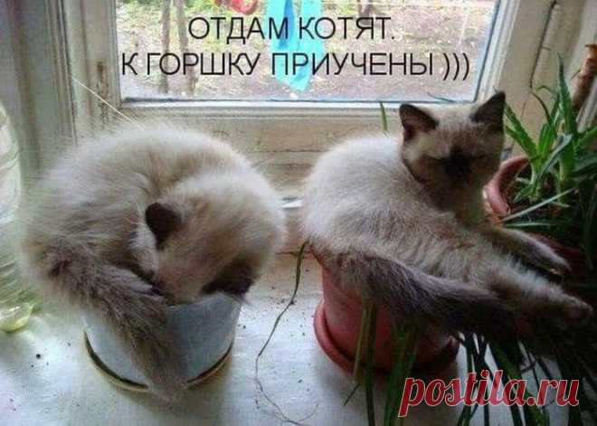 Мысли вслух