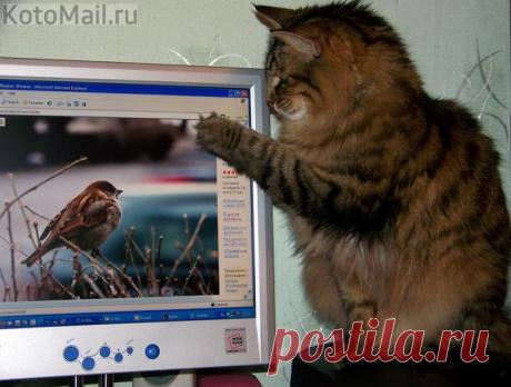 Воробышек, как ты туда забрался?