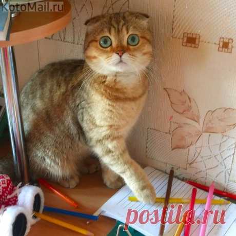 Когда осознал, что у тебя лапки