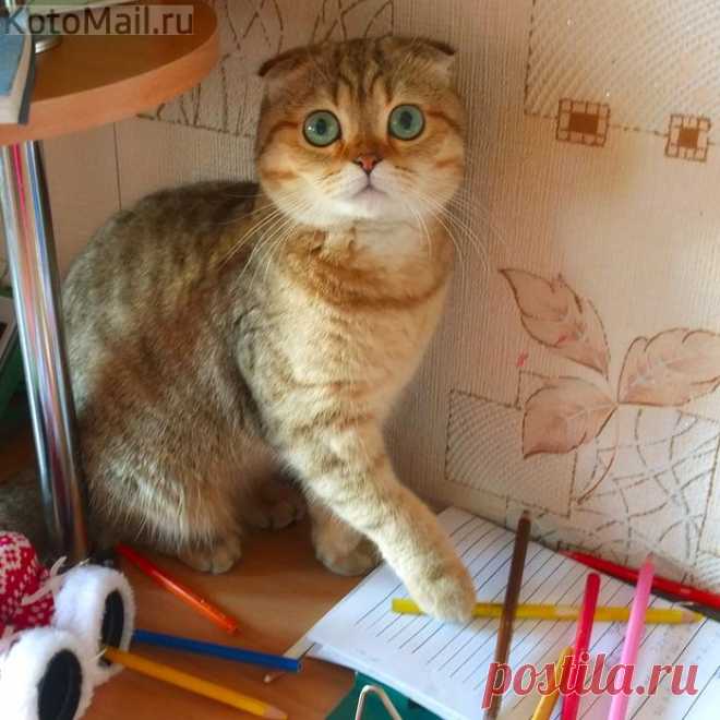 Когда осознал, что у тебя лапки