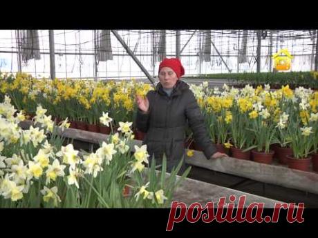 Луковичные цветы. Выгонка, передержка, посадка | Дачное видео: первый интернет-канал о Даче и Доме