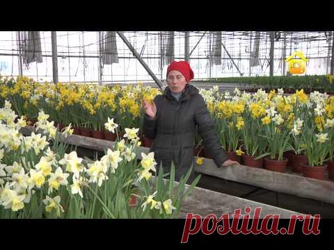 Луковичные цветы. Выгонка, передержка, посадка | Дачное видео: первый интернет-канал о Даче и Доме
