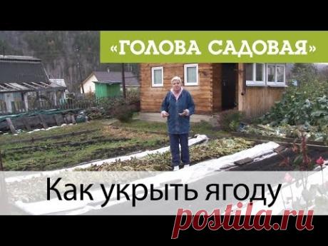 Голова садовая - Как укрыть ягоду