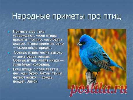 Птичьи приметы: Жаворонок летит к теплу, зяблик – к стуже.