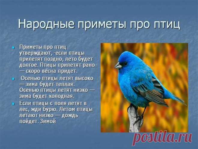 Птичьи приметы: Жаворонок летит к теплу, зяблик – к стуже.
