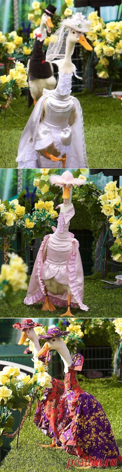 Птичий показ мод в Австралии - Путешествуем вместе