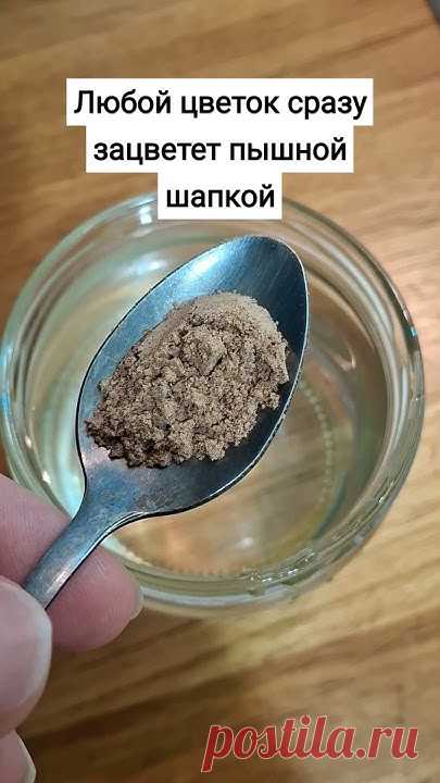 Любой цветок сразу зацветет пышной шапкой #цветы #герань #сад #огород