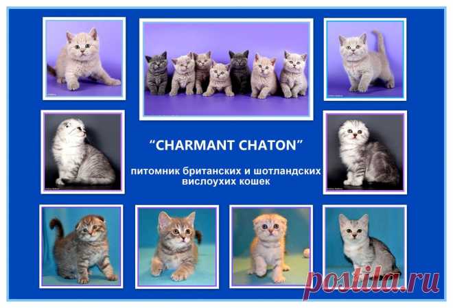Питомник "Elemurry"( FARUS ) предлагает к продаже и предварительному резервированию шикарных вислоухих котят классических и редких окрасов (рисунок на серебре,"вискас"). Котята привиты, приучены к чистоплотности, сухому профессиональному корму, воспитаны в лучших шотландских традициях - с нетерпением ждут своих самых лучших и любящих хозяев.
Все котята продаются с полным пакетом документов, составляется договор, гарантируется помощь.
