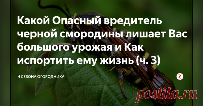 Какой Опасный вредитель черной смородины лишает Вас большого урожая и Как испортить ему жизнь (ч. 3) Одним из самых губительных для черной смородины вредителей является смородиновая стеклянница. Взрослая особь вылетает во время цветения смородины, откладывает 50-60 яиц около почек, в повреждения коры. Через две недели из яиц выводятся бледно-розовые гусеницы с темной головой.
Вред смородиновой стеклянницы
Гусеница внедряется в стебель и, питаясь в нем, за два года выедает сердцевину веток. Затем