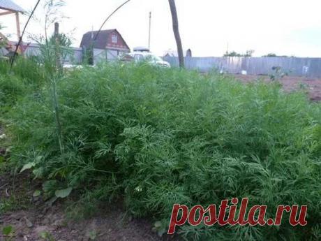 МОЙ ПРОВЕРЕННЫЙ МЕТОД ВЫРАЩИВАНИЯ СОЧНОГО УКРОПА БЕЗ ЗОНТИКА 
 
Бывают специальные сорта укропа, которые растут пышными кустиками и долго не цветут. Они отлично подойдут "на еду" - в салаты, супы и вторые блюда. К таким сортам относятся: 
 
Салют 
Буян 
Аллигатор 
Дилл 
Амазон 
 
Есть сорта которые выдают немного листиков и быстро пускаются в цветение. Они нужны нам для засолки огурцов и помидоров. Самые популярные так называемые зонтичные сорта: 
 
Дальний 
Грибовский 
Зо...