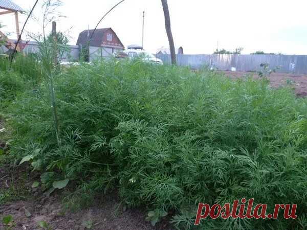 МОЙ ПРОВЕРЕННЫЙ МЕТОД ВЫРАЩИВАНИЯ СОЧНОГО УКРОПА БЕЗ ЗОНТИКА 
 
Бывают специальные сорта укропа, которые растут пышными кустиками и долго не цветут. Они отлично подойдут 