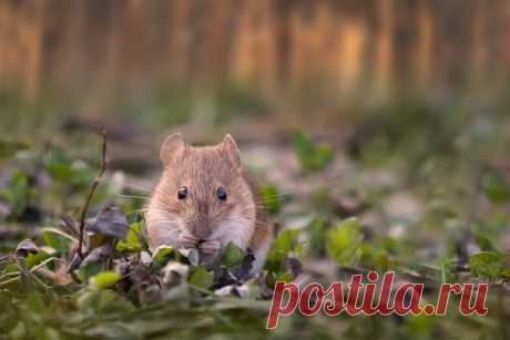 Мышиный вечерний променад в кадре Наталии Сытиной: nat-geo.ru/community/user/115889