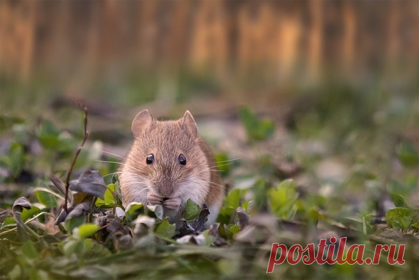 Мышиный вечерний променад в кадре Наталии Сытиной: nat-geo.ru/community/user/115889