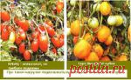 Выбираю сорта Томатов