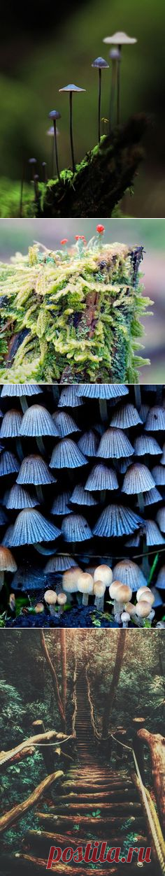 (1194) Woodland Nature Photography Print 