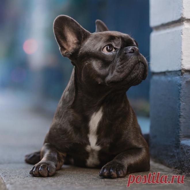 Хрюша - Готовим так!