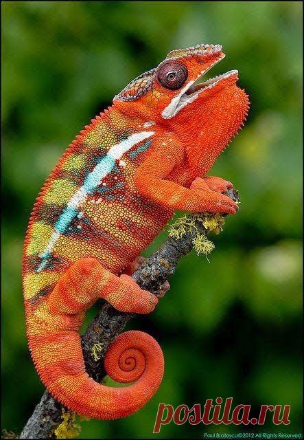 Fantástico Natureza,linda!!!