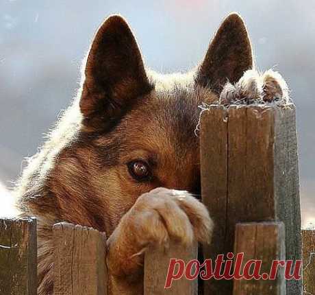Бывает смотришь в глаза собаки, и думаешь — ЧЕЛОВЕК!!! А иногда смотришь в глаза человека, и думаешь — СОБАКА!