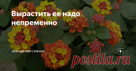 Вырастить ее надо непременно Одно из моих самых любимых растений, которое я выращиваю с большим удовольствием много лет - лантана. Это растение всегда занимает почетное место и на окне, и в саду. Лантана - это растение не только с красивыми цветами, но и с неповторимым ароматом, причем запах издают не только цветы, но и листва. Лантана растение тропическое, поэтому мы выращиваем его в качестве комнатного. Но в весенне-летний период я высаживаю лантану на дачном участке в о...