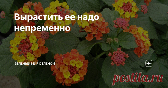 Вырастить ее надо непременно Одно из моих самых любимых растений, которое я выращиваю с большим удовольствием много лет - лантана. Это растение всегда занимает почетное место и на окне, и в саду. Лантана - это растение не только с красивыми цветами, но и с неповторимым ароматом, причем запах издают не только цветы, но и листва. Лантана растение тропическое, поэтому мы выращиваем его в качестве комнатного. Но в весенне-летний период я высаживаю лантану на дачном участке в о...