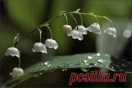 В ОДНО ОКНО СМОТРЕЛИ ДВОЕ...ОДИН УВИДЕЛ ДОЖДЬ И ГРЯЗЬ...ДРУГОЙ - ЛИСТВЫ ЗЕЛЕНОЙ ВЯЗЬ,ВЕСНУ И НЕБО ГОЛУБОЕ...В одно ОКНО СМОТРЕЛИ ДВОЕ..