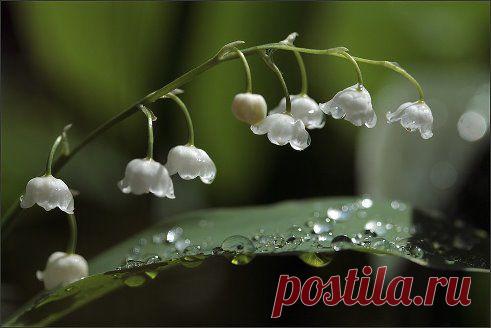 В ОДНО ОКНО СМОТРЕЛИ ДВОЕ...ОДИН УВИДЕЛ ДОЖДЬ И ГРЯЗЬ...ДРУГОЙ - ЛИСТВЫ ЗЕЛЕНОЙ ВЯЗЬ,ВЕСНУ И НЕБО ГОЛУБОЕ...В одно ОКНО СМОТРЕЛИ ДВОЕ..