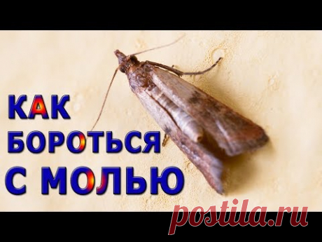 ★ Как БОРОТЬСЯ с МОЛЬЮ народными средствами