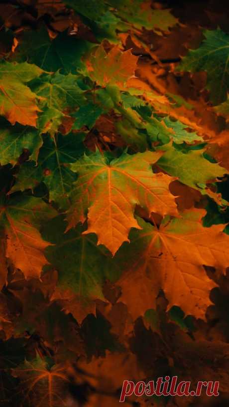 Autumn 🍂 Wallpaper