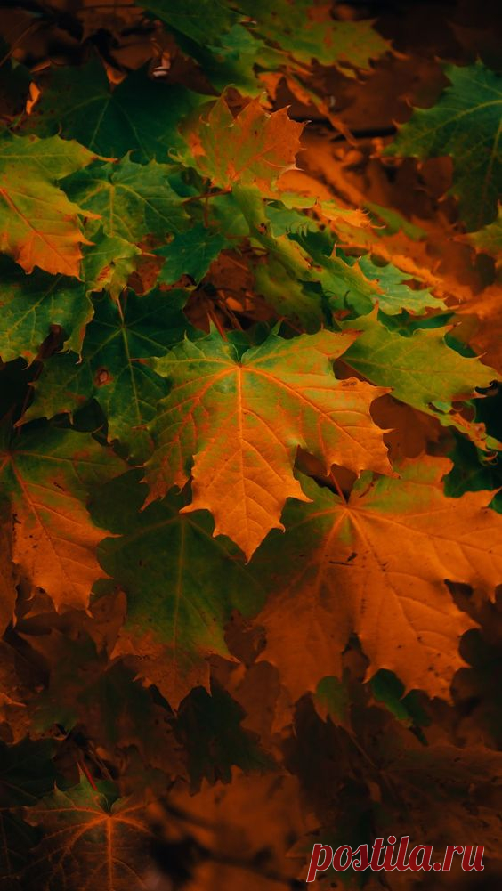 Autumn 🍂 Wallpaper