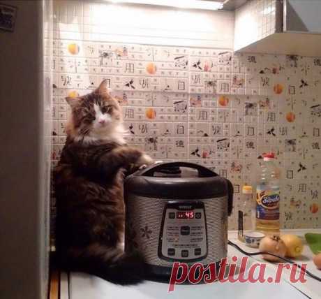 Дом там, где тебе котик готовит супчик!