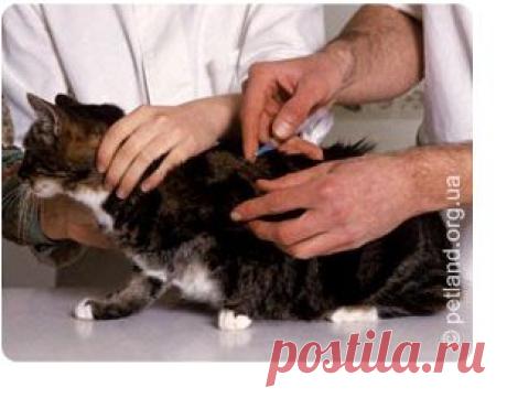 Вакцинация кошек (всё о прививках)