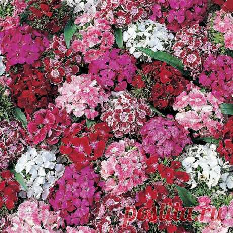 Dianthus barbatus 'Summer Sundae' seeds | Thompson & Morgan