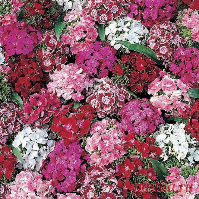 Dianthus barbatus 'Summer Sundae' seeds | Thompson & Morgan