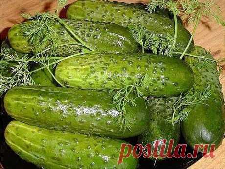 ОГУРЦЫ - М/С ЭКСПРЕСС !!!  **Огурцы 4шт -чистый ошпарь кипятком, высуши, удали хвостики -и вдоль на 4части. *Огурцы, чеснок 3зуб, соль 1ч/л, укроп -смешай. *В контейнер  или пакет на 3ч, стоит на кухне.