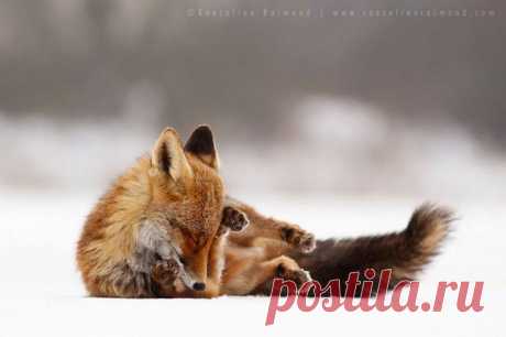 Лисы в дикой природе. Фотографии Roeselien Raimond | Четвероногий юмор