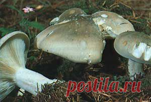 Говорушкасерая, говорушка дымчатая (Clitocybe nebularis (Lepista nebularis))