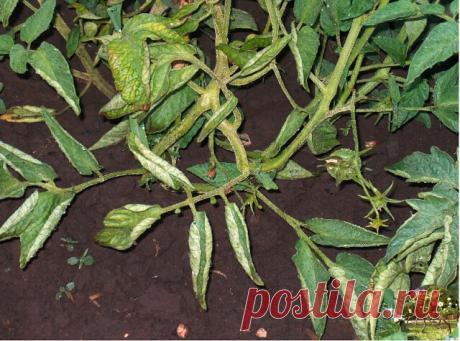 ЕСЛИ ЛИСТЬЯ НА ПОМИДОРАХ НАЧАЛИ СКРУЧИВАТЬСЯ | OK.RU