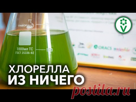 НАЙТИ И ВЫРАСТИТЬ ХЛОРЕЛЛУ ПРОЩЕ ПРОСТОГО! Самое полезное органическое удобрение