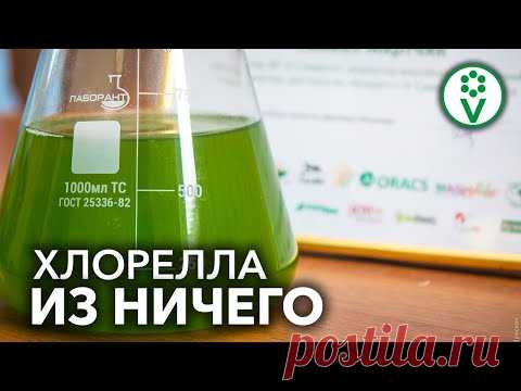 НАЙТИ И ВЫРАСТИТЬ ХЛОРЕЛЛУ ПРОЩЕ ПРОСТОГО! Самое полезное органическое удобрение