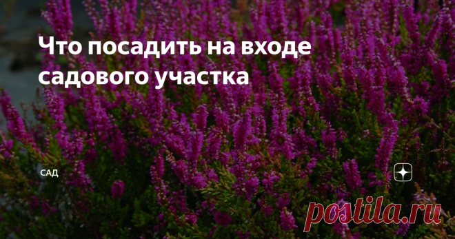 Что посадить на входе садового участка Входная зона должна нас радовать не только летом, но и зимой. Конечно задача непростая, но разрешимая. Перед любым забором остаётся небольшой клочок земли, который бывает так не хочется запускать. Можно высаживать лианы, кустарники, однолетние и многолетние цветы.
Если нет забора из кустов можно создать плотную живую изгородь, либо посадить несколько кустов. Для этого у кустарников нужно