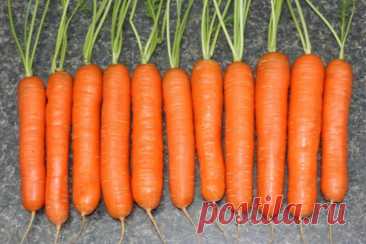 Морковь посадка и уход в открытом грунте - Сад и огород
