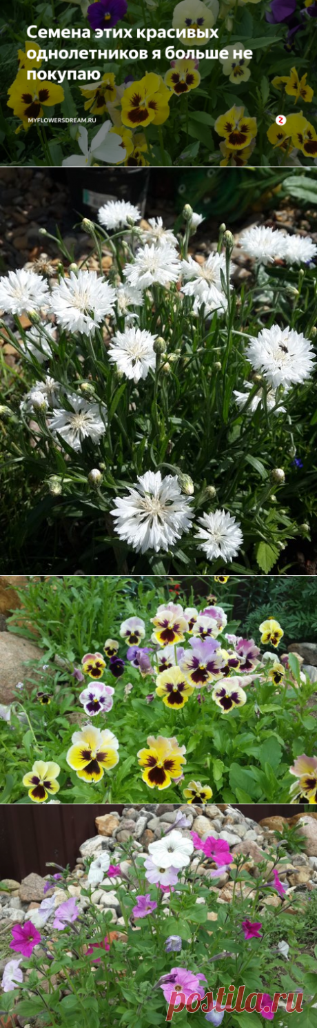 Семена этих красивых однолетников я больше не покупаю | MyFlowersDream.ru | Яндекс Дзен